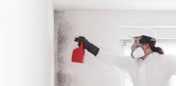 Best Attic Mold Removal  in Sewell, NJ