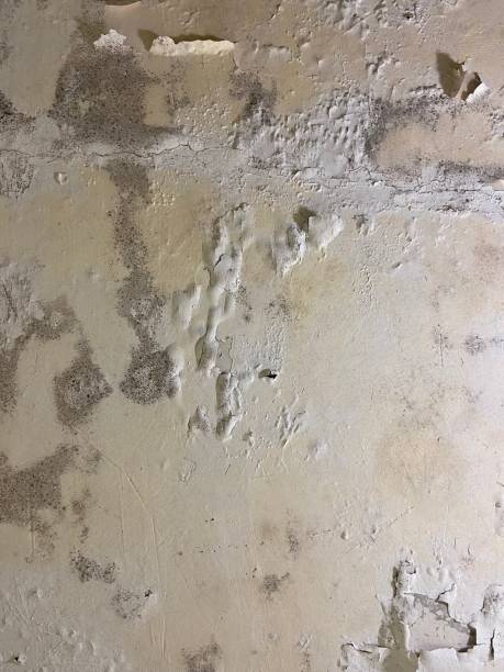 Mold Removal Process in Sewell, NJ